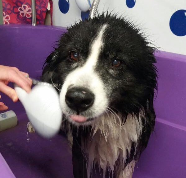 A dog wet in the shower