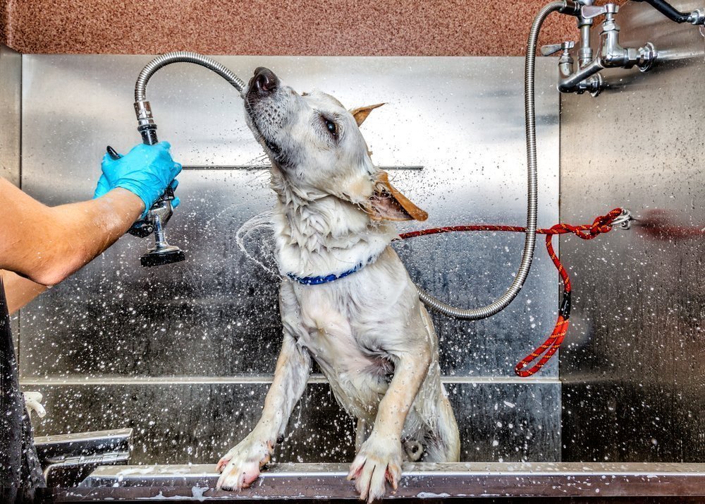 Dog Grooming Training Bathing Tips - How To Shampoo A Dog