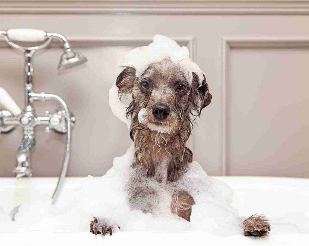 dog-in-the-bath-with-bubbles-opt