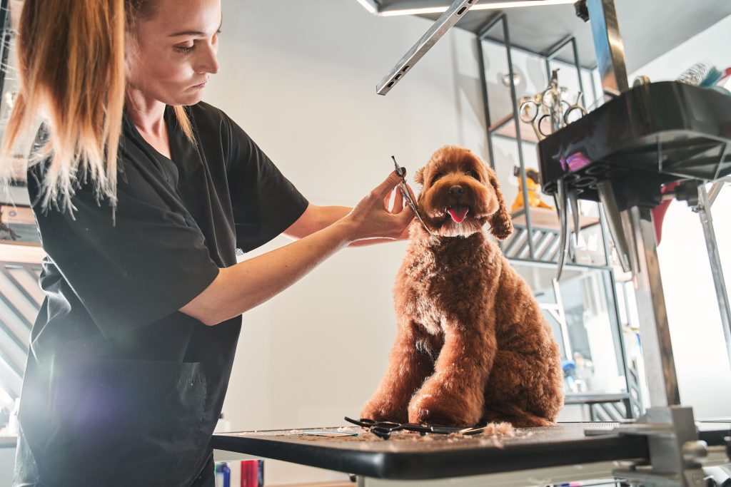 dog-grooming-course-diploma-level-2