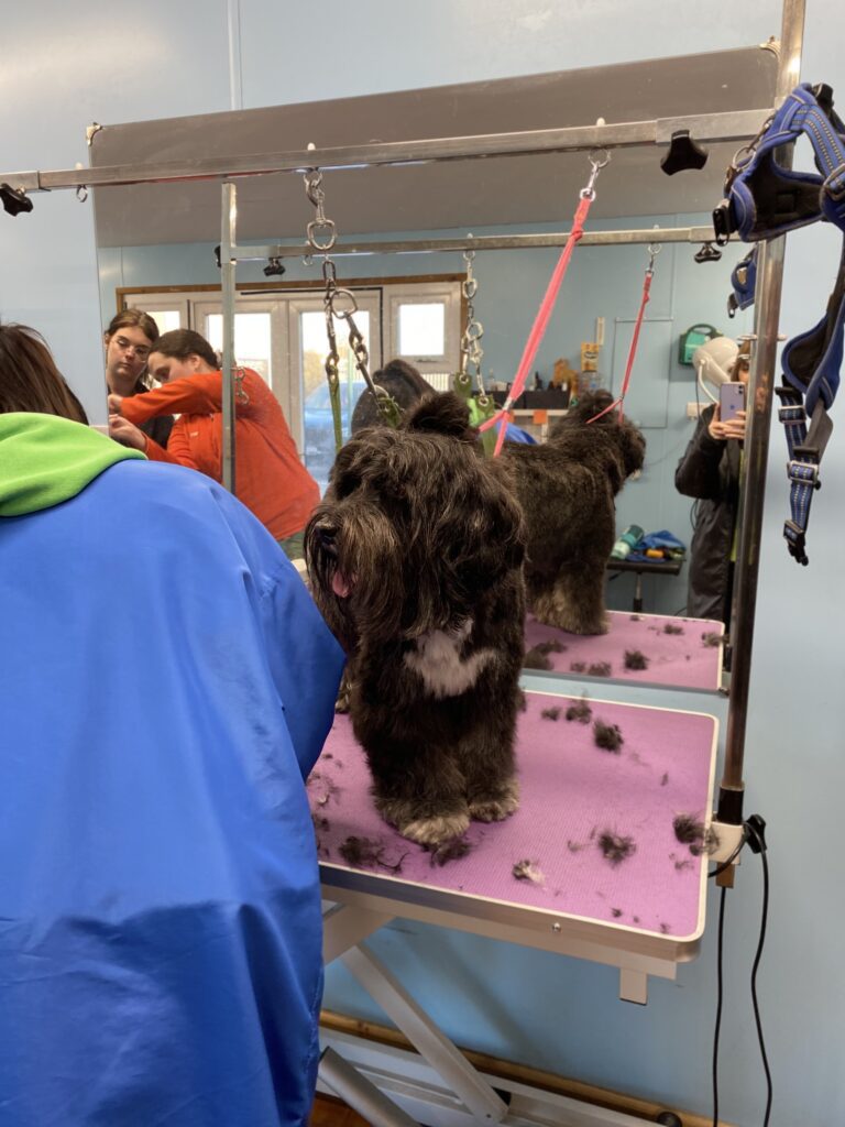 dog grooming