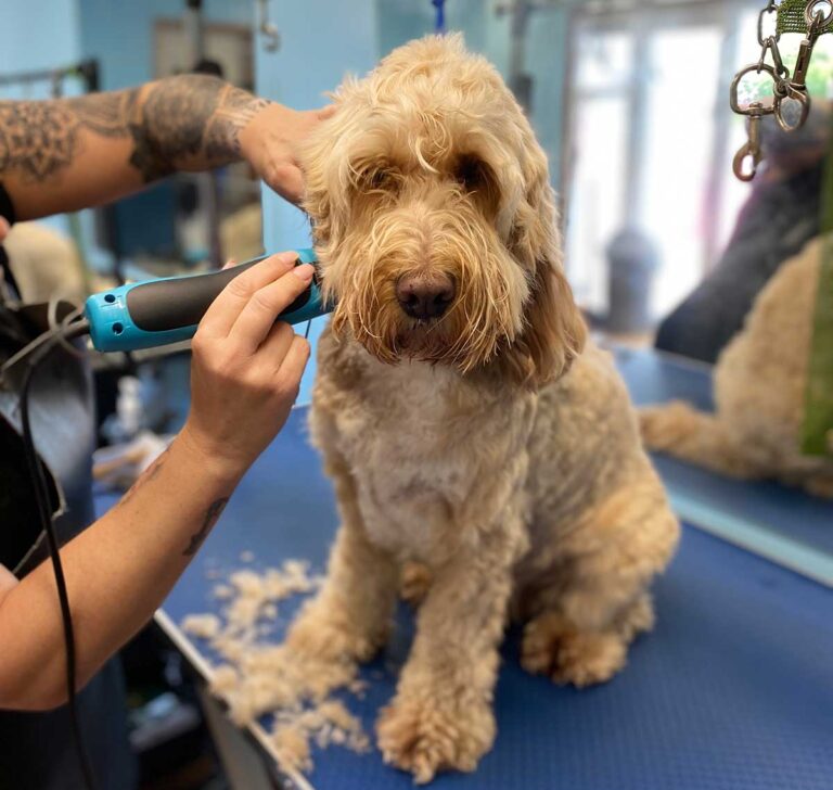 dog-grooming-training-cheshire