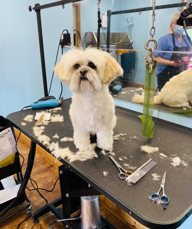 groomed dog