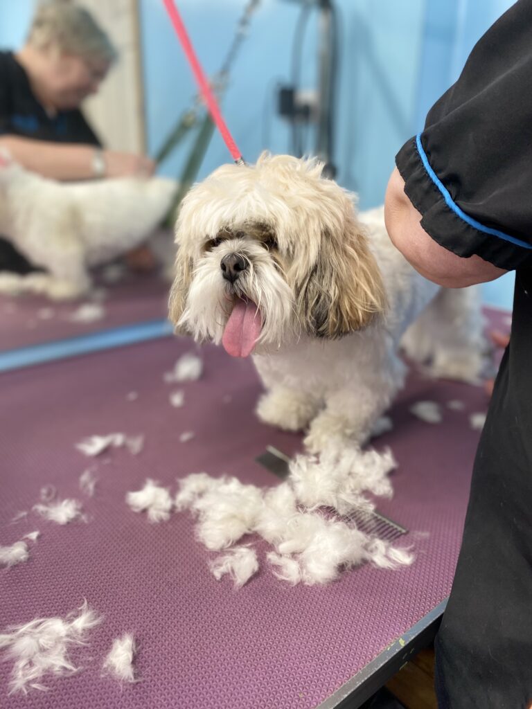 cutting dog's hair