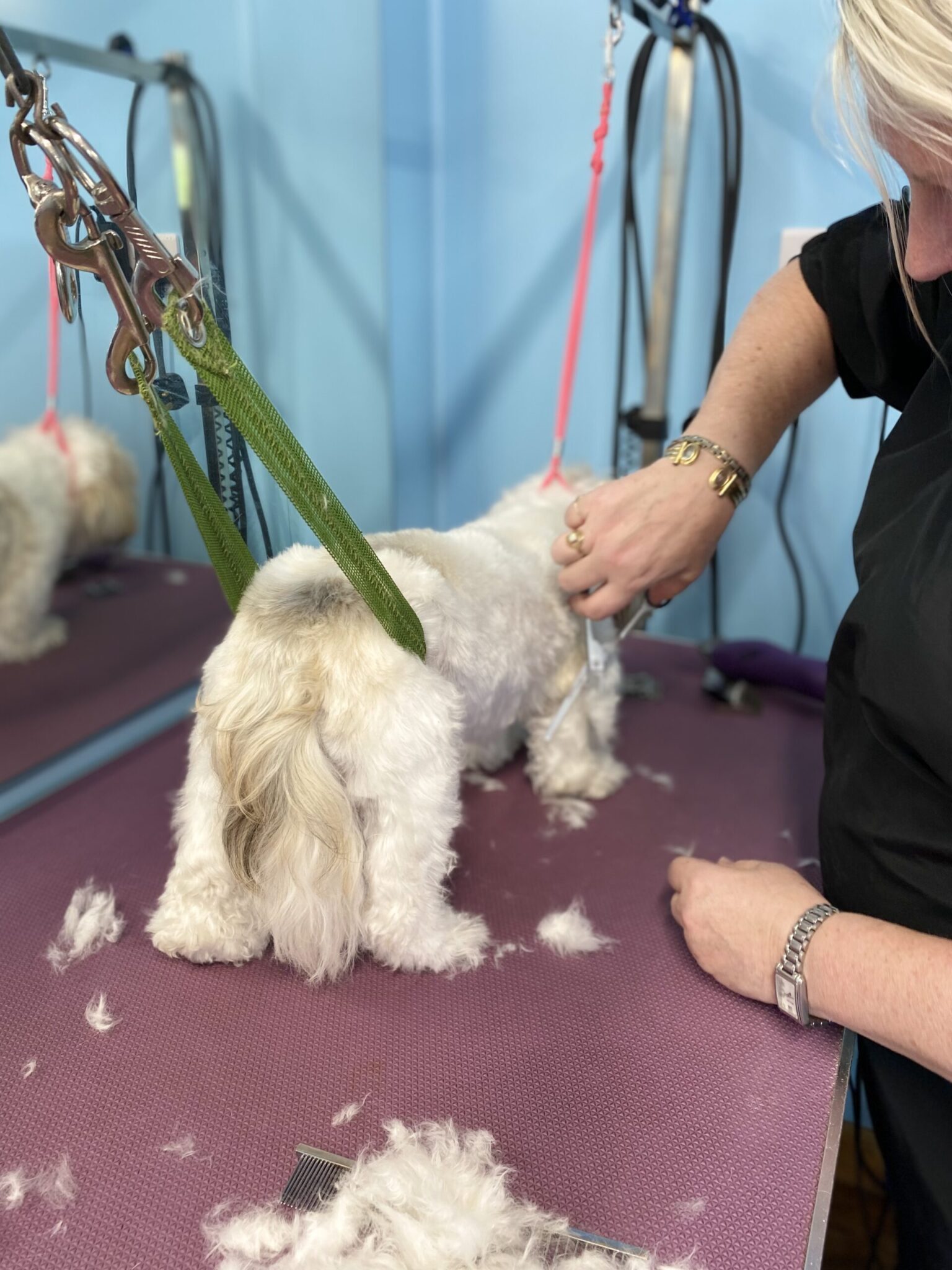 Dog Groomers Training Gallery Paw Pad Dog Grooming Academy