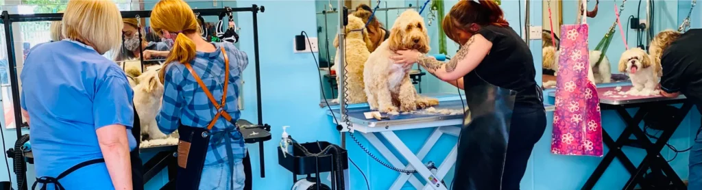 dog-grooming-training-from-day-1-pawpad